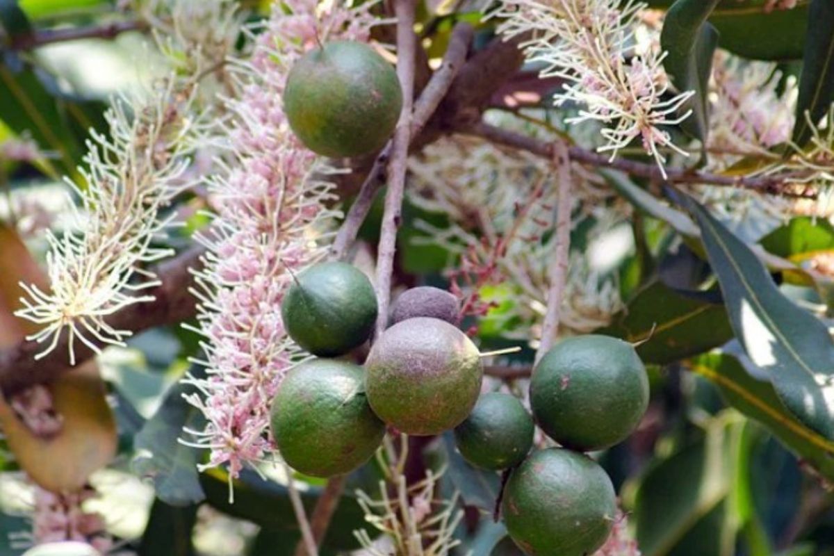 September is Boombera Month: The Sacred Dreamtime Story of Australia's Macadamia Nuts