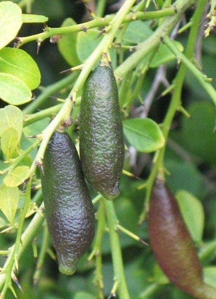 Gulalung (Finger Lime) on tree