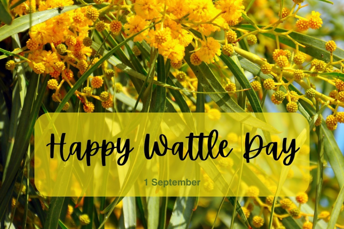 National Wattle Day: Garal Dreaming
