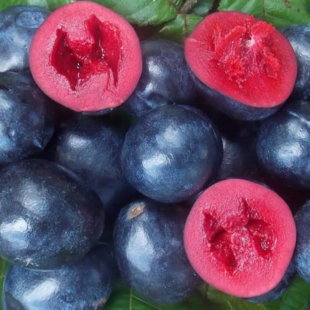 Ooray Davidson plum traditional bush food ingredient - native Australian fruit for First Nations chocolate