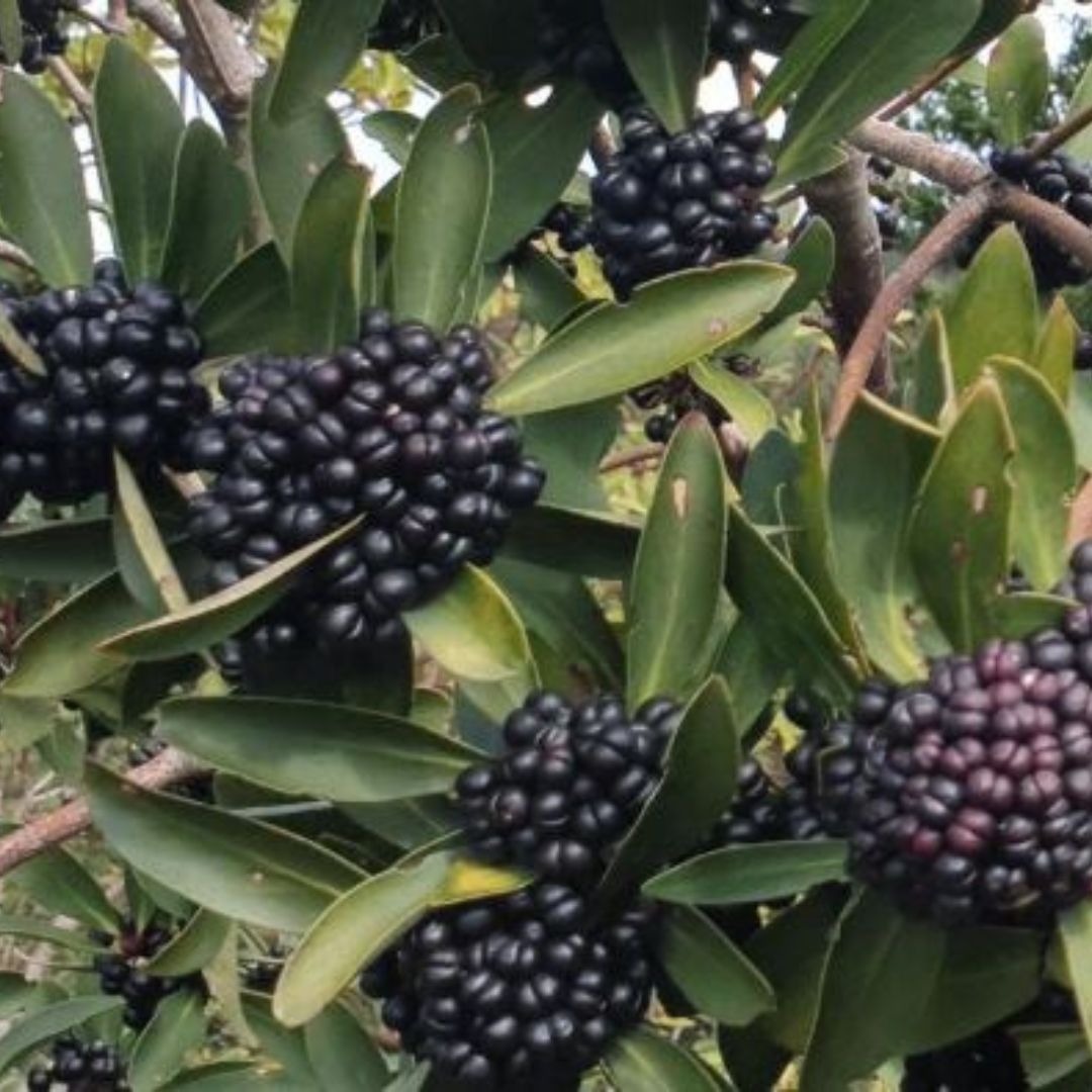 Mountain Pepperberry - Australian native flavour