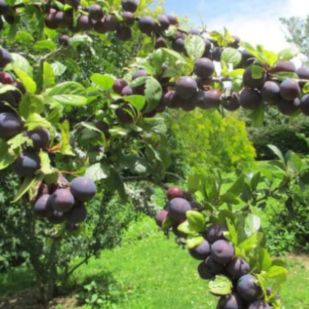 Ooray (Davidson Plum) on tree, an Australian native botanical used in our Dark Chocolate Easter Chocolate Bar