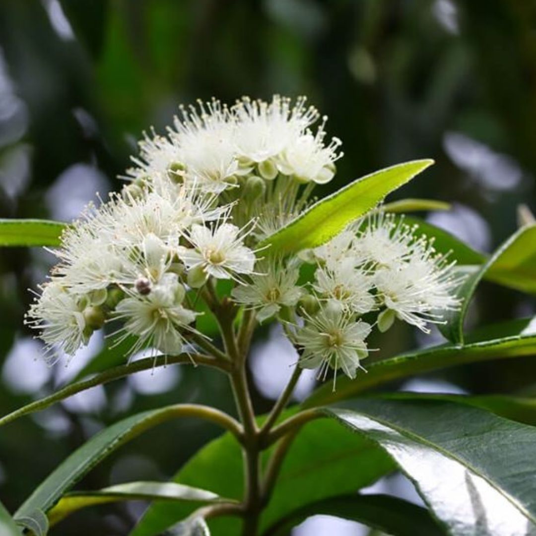 Lemon myrtle (Girri Girri) flowers and green leaves on the tree, an Australian native botanical used in our white chocolate Easter Chocolate Bar