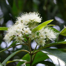 Lemon myrtle (Girri Girri) flowers and green leaves on the tree, an Australian native botanical used in our white chocolate Easter Chocolate Bar