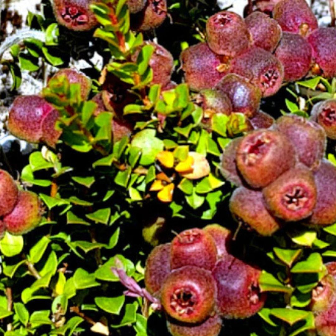 Munthari (Muntrie Berry)  and green leaves on the bush, an Australian native botanical used in our Milk Chocolate Easter Chocolate Bar