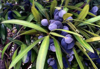 Illawarra Plum (Daalgaal)