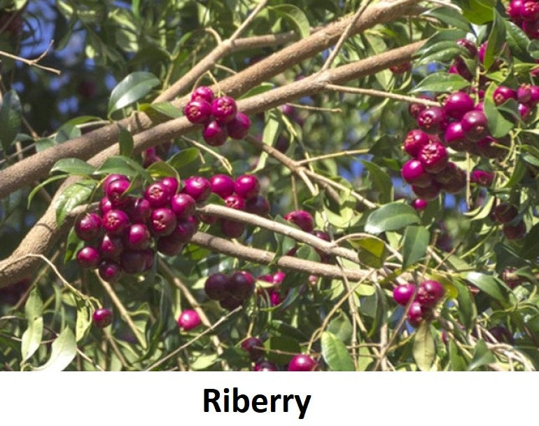  Riberry (Daguba) on tree