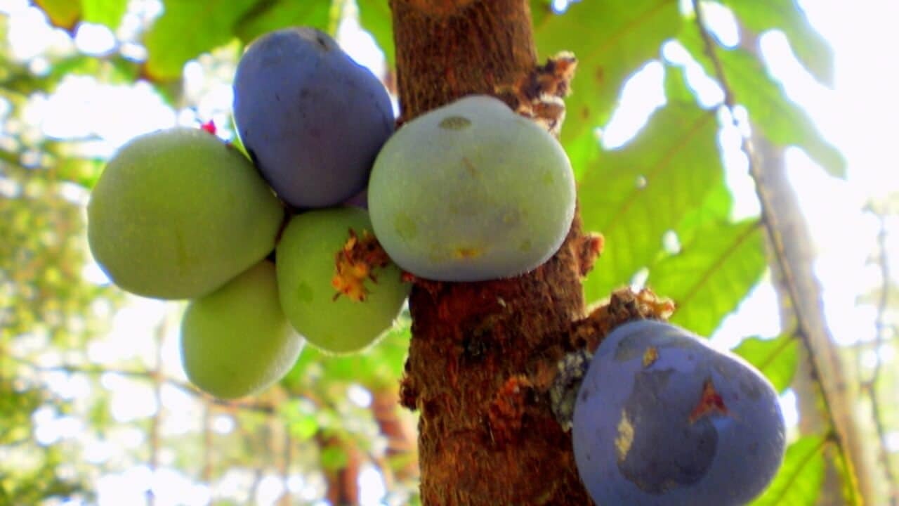 Davidson's Plum (Ooray) on Tree