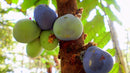 Davidson's Plum (Ooray) on Tree