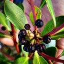 Mountain Pepperberry (Mourao)