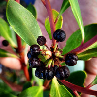 Mountain Pepperberry (Mourao)