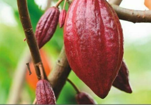 Cocoa bean on tree