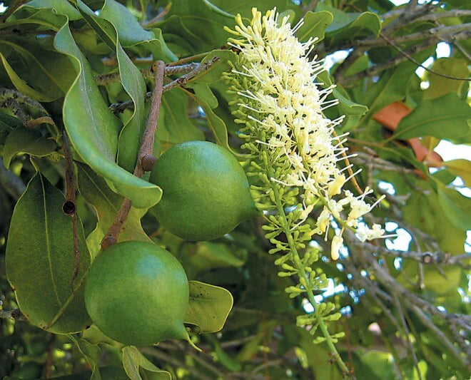 Quandong (Guwandang) 