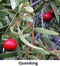 Walking On Country Chocolate Bar- Plant Based Vegan Chocolate with Quandong